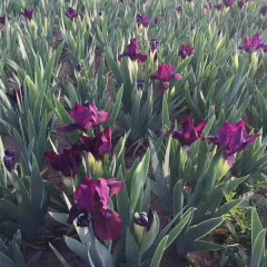Iris tectorum bulb for planting