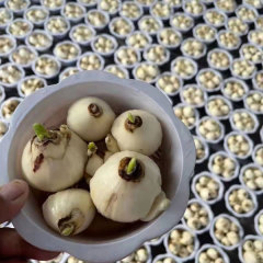 daffodil bulb for planting