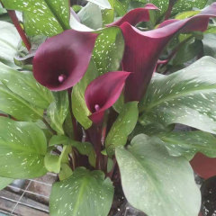 common callalily bulb for planting