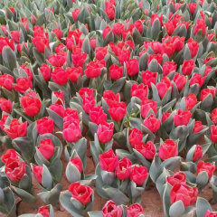 Red Tulip bulb for planting
