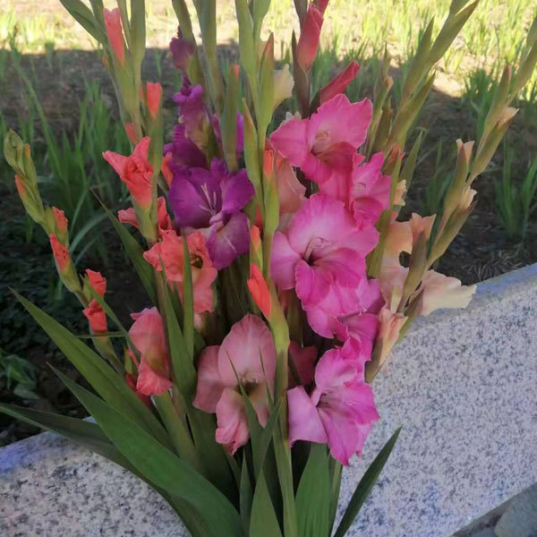 Gladiolus bulb for planting
