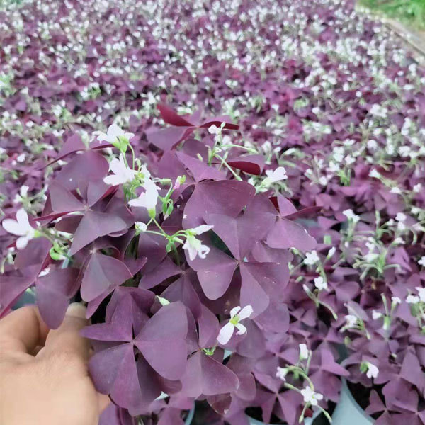Oxalis corniculata bulb for planting 1kg per bag