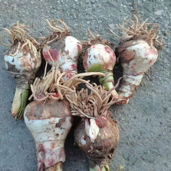 Amaryllis bulb for planting