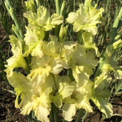 Gladiolus bulb for planting
