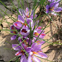 saffron bulb for planting 1kg per bag