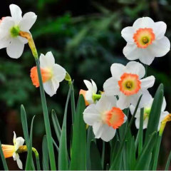daffodil bulb for planting