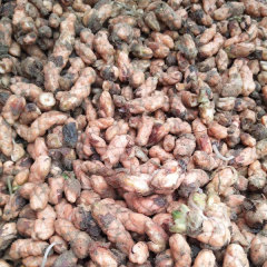 Oxalis corniculata bulb for planting 1kg per bag