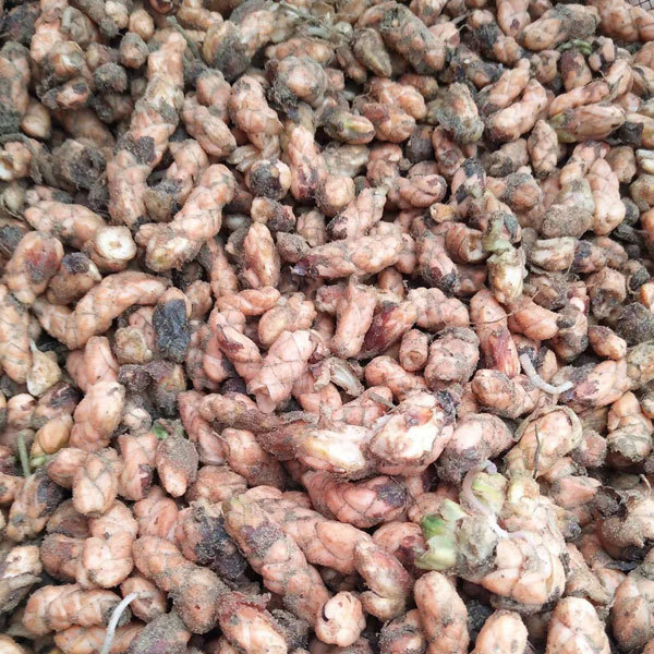 Oxalis corniculata bulb for planting 1kg per bag