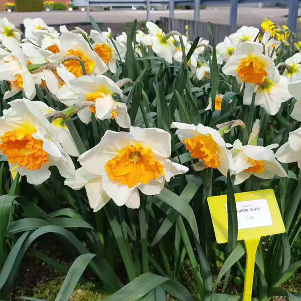 daffodil bulb for planting
