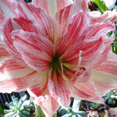 Amaryllis bulb for planting