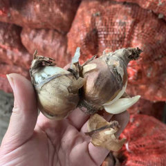 daffodil bulb for planting