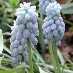 Grape Hyacinth bulb for planting