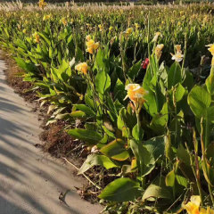 Canna bulb for planting