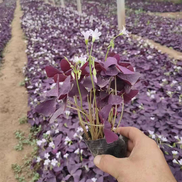 Oxalis corniculata bulb for planting 1kg per bag