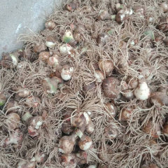 Amaryllis bulb for planting