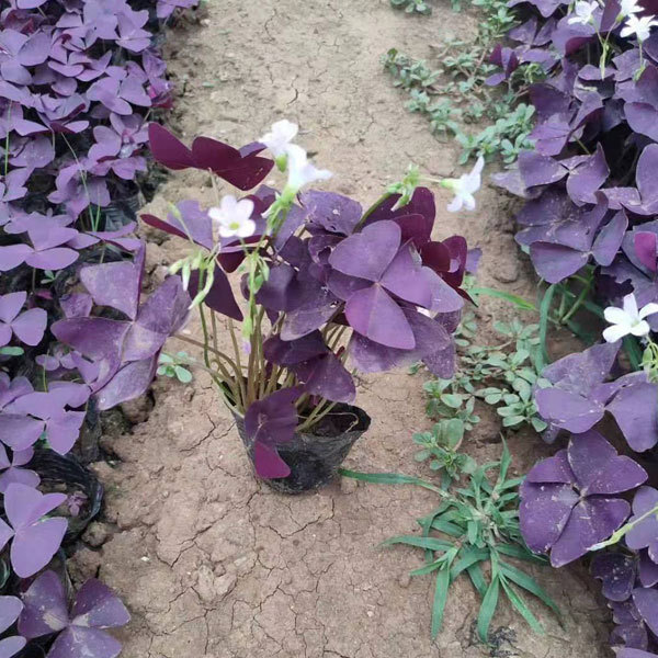 Oxalis corniculata bulb for planting 1kg per bag