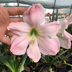 Amaryllis bulb for planting
