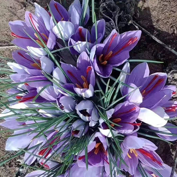 saffron bulb for planting 1kg per bag
