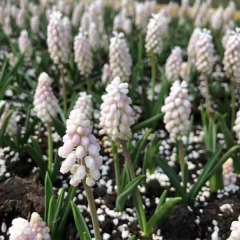 Grape Hyacinth bulb for planting