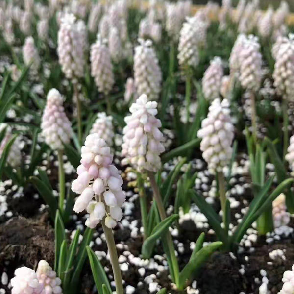 Grape Hyacinth bulb for planting
