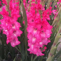 Gladiolus bulb for planting