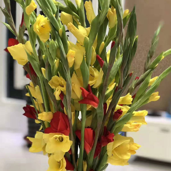 Gladiolus bulb for planting