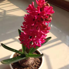 hyacinth bulb for planting