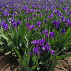 Iris tectorum bulb for planting