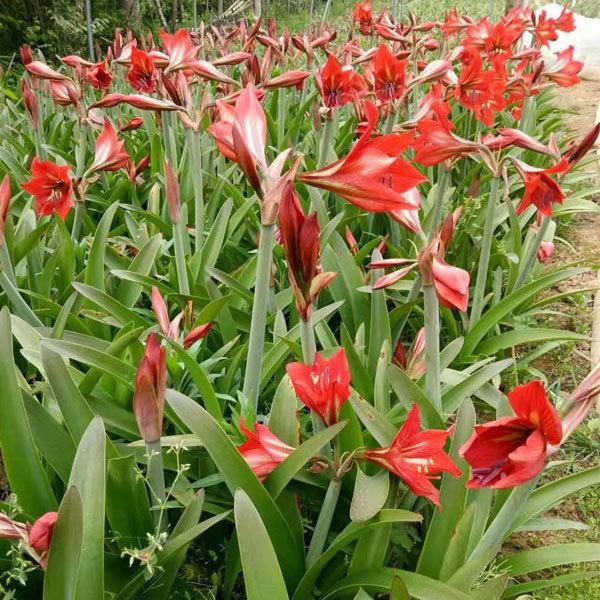 Amaryllis bulb for planting