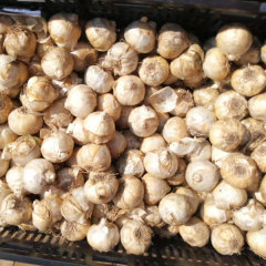 hyacinth bulb for planting