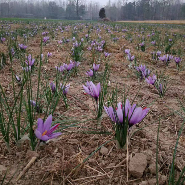 saffron bulb for planting 1kg per bag