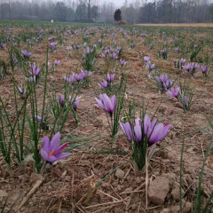 saffron bulb for planting 1kg per bag