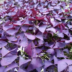 Oxalis corniculata bulb for planting 1kg per bag