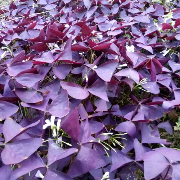 Oxalis corniculata bulb for planting 1kg per bag