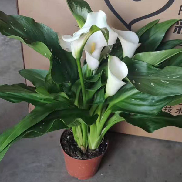 common callalily bulb for planting