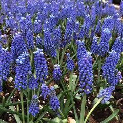 Grape Hyacinth bulb for planting