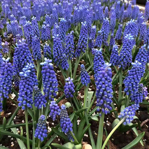 Grape Hyacinth bulb for planting