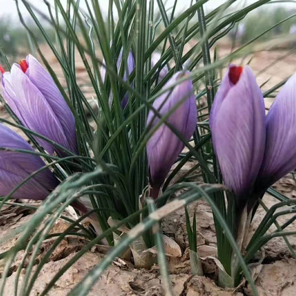 saffron bulb for planting 1kg per bag