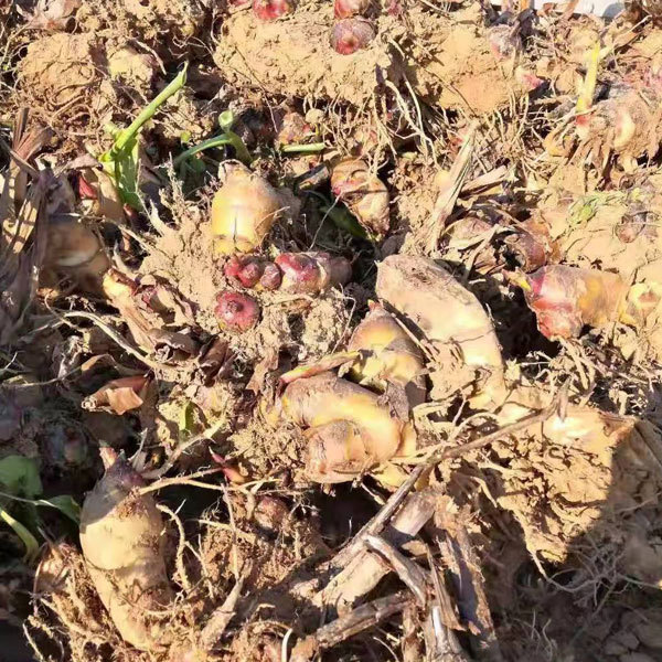 Canna bulb for planting