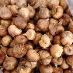 Gladiolus bulb for planting