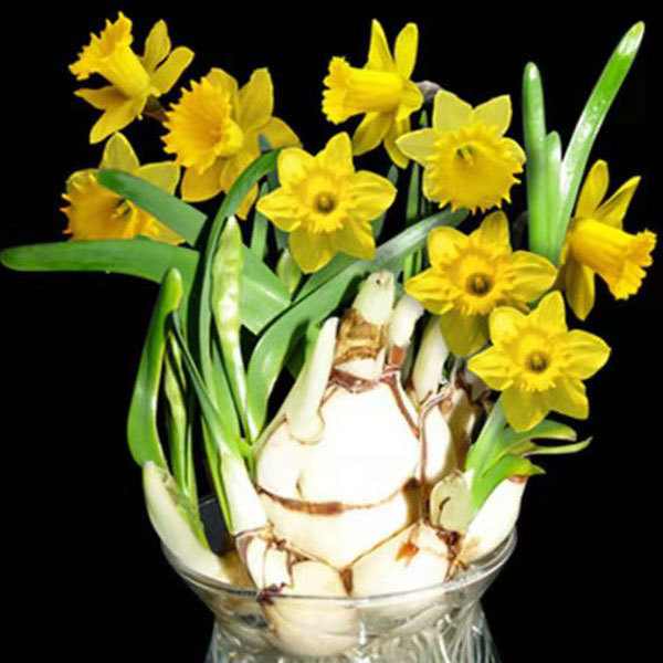 daffodil bulb for planting