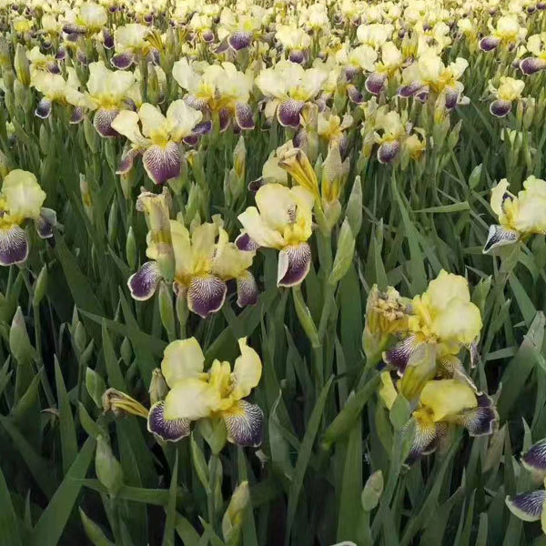 Iris tectorum bulb for planting