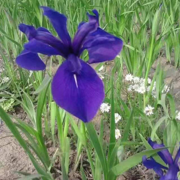 Iris tectorum bulb for planting