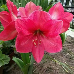 Amaryllis bulb for planting