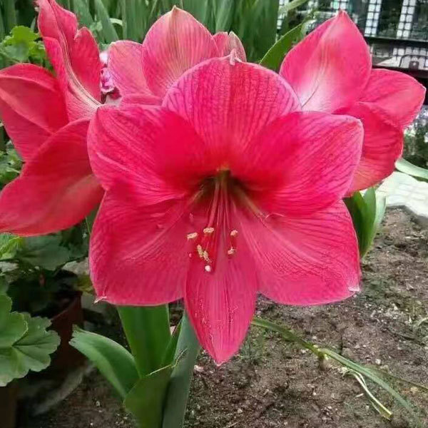 Amaryllis bulb for planting