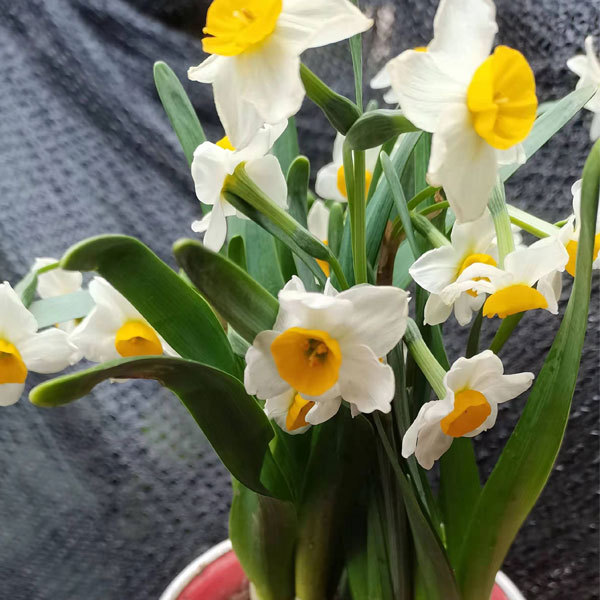 daffodil bulb for planting
