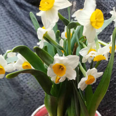 daffodil bulb for planting