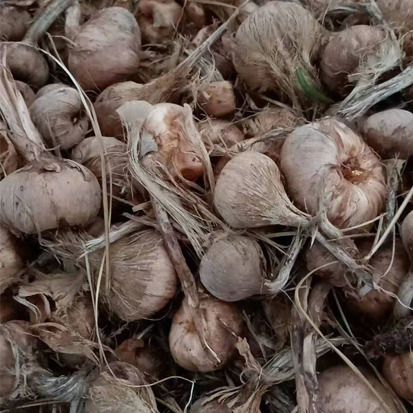 saffron bulb for planting 1kg per bag