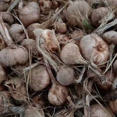 saffron bulb for planting 1kg per bag