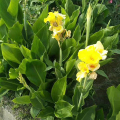 Canna bulb for planting